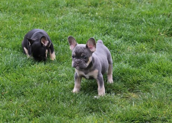 bouledogue - bulldog francese blue | Foto 5
