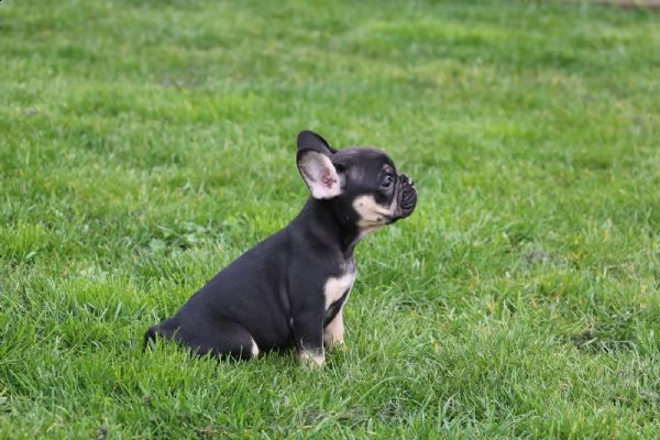 bouledogue - bulldog francese blue | Foto 0