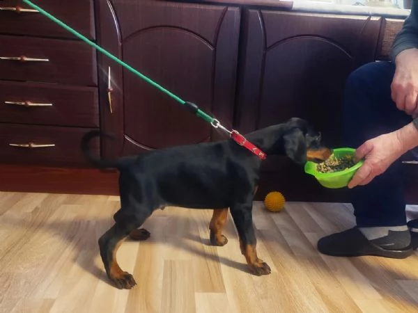 disponibili cuccioli dobermann | Foto 2