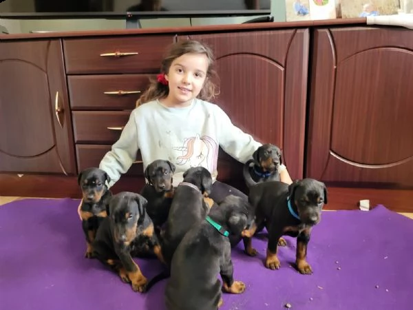 disponibili cuccioli dobermann | Foto 1