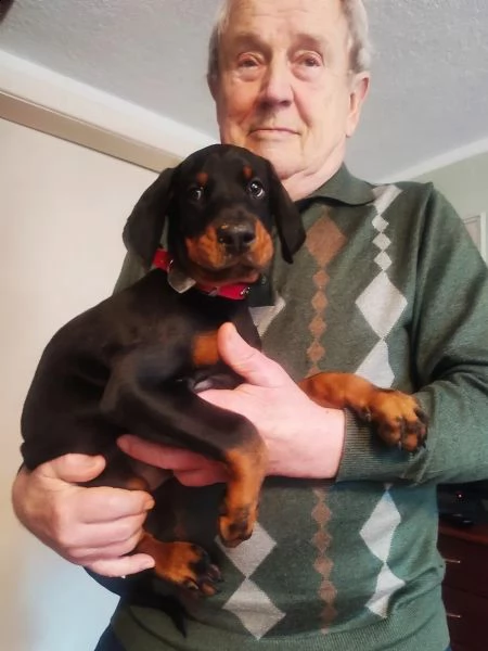 disponibili cuccioli dobermann | Foto 0