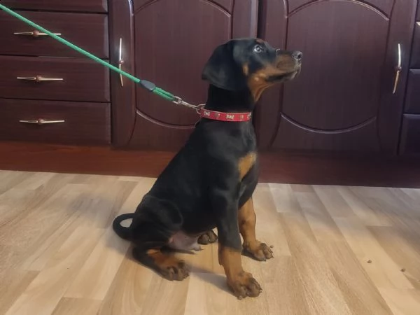 disponibili cuccioli dobermann