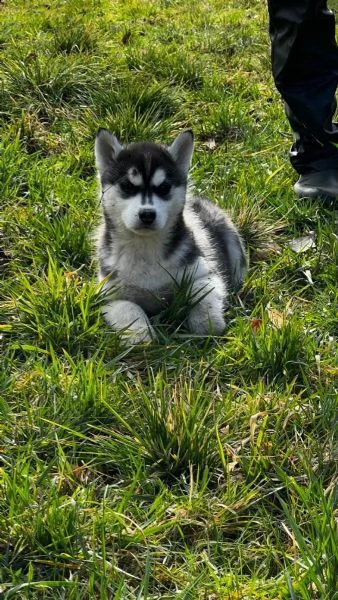 4 siberian husky occhi color ghiaccio stupendi | Foto 2