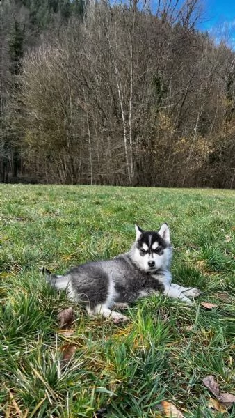4 siberian husky occhi color ghiaccio stupendi | Foto 1