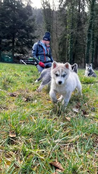 4 siberian husky occhi color ghiaccio stupendi | Foto 0