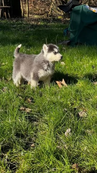 4 siberian husky occhi color ghiaccio stupendi