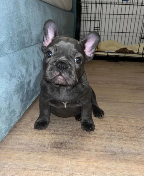 bouledogue francese (bulldog blue-merle) | Foto 2
