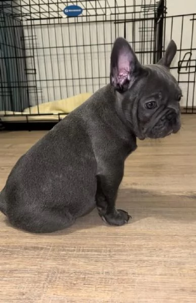 bouledogue francese (bulldog blue-merle) | Foto 0