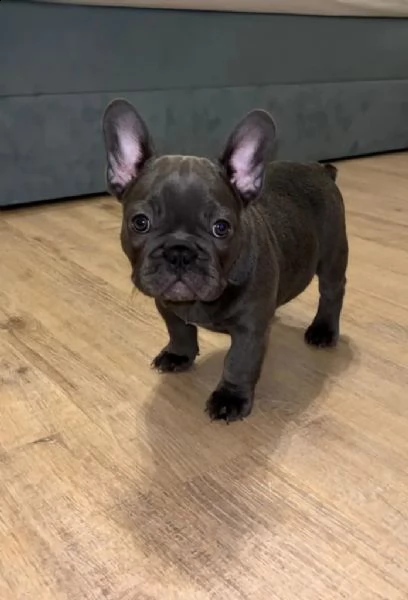 bouledogue francese (bulldog blue-merle)
