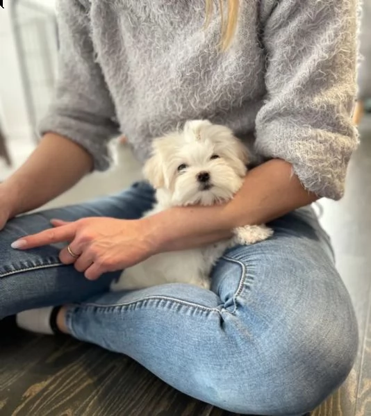 cucciolo italiano di maltese toy | Foto 2