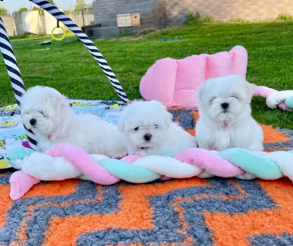 cucciolo italiano di maltese toy | Foto 1