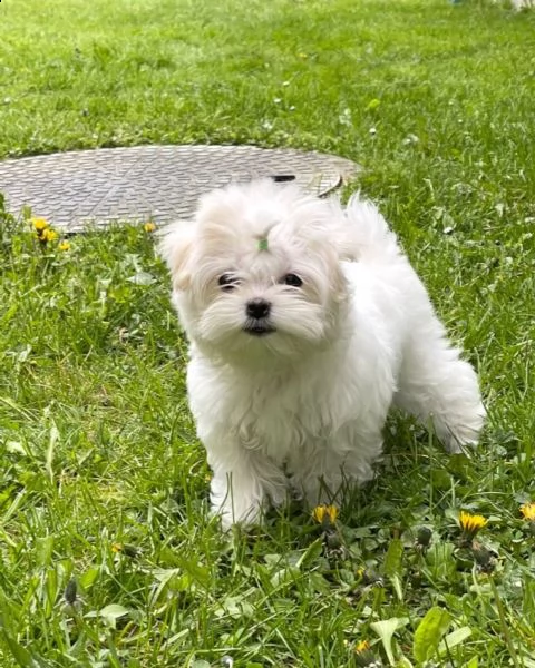 cucciolo italiano di maltese toy