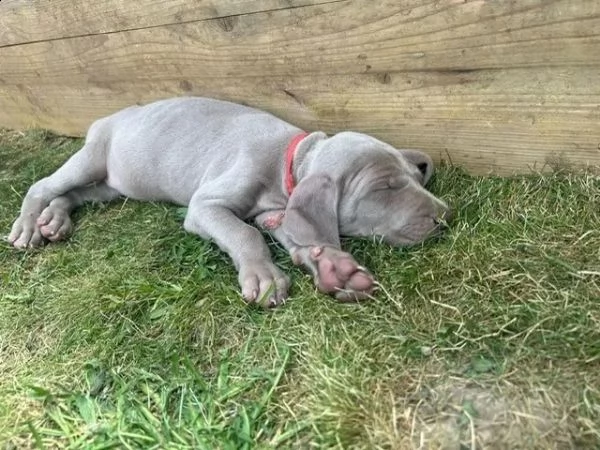 disponibili bellissimi cuccioli di weimaraner | Foto 2