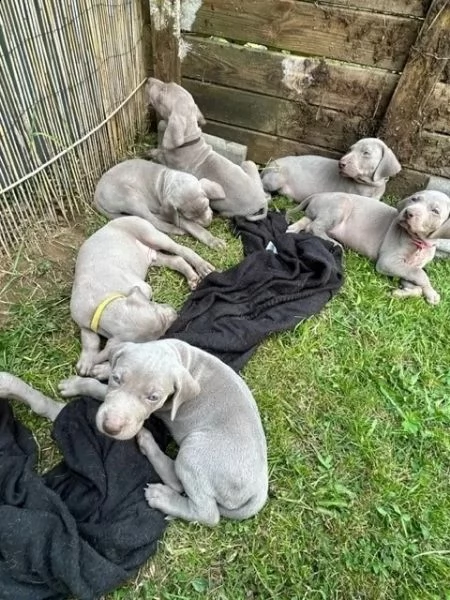 disponibili bellissimi cuccioli di weimaraner | Foto 1