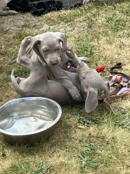 disponibili bellissimi cuccioli di weimaraner | Foto 0