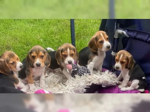disponibili cuccioli di beagle
