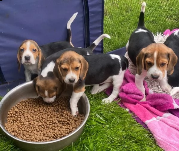 disponibili cuccioli di beagle | Foto 2