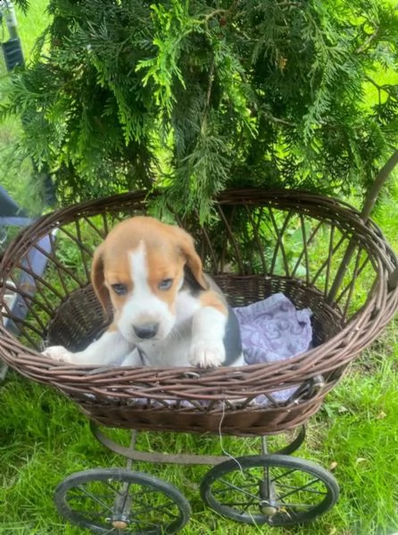 disponibili cuccioli di beagle | Foto 1