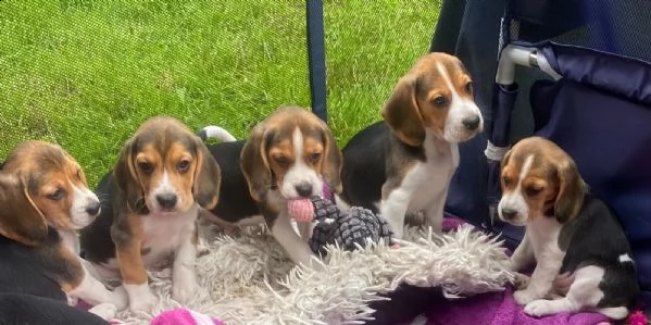 disponibili cuccioli di beagle | Foto 0