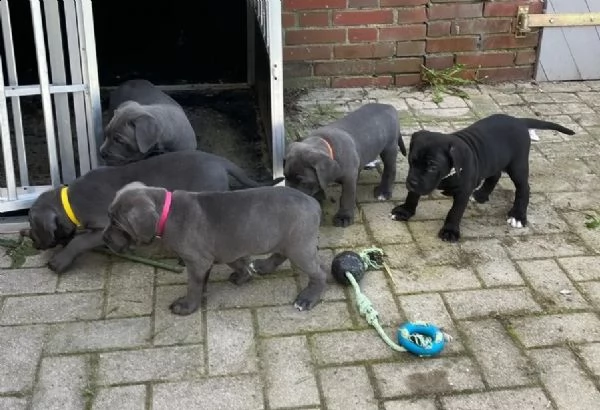 cuccioli di razza cane corso