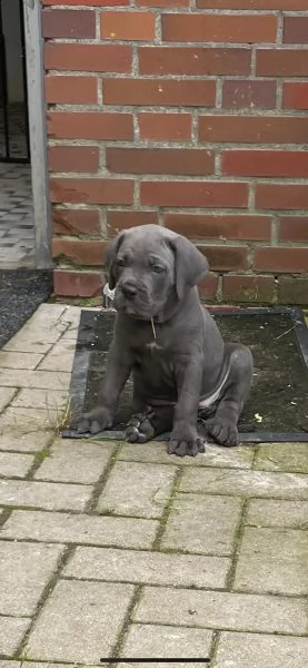 cuccioli di razza cane corso | Foto 2
