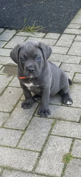 cuccioli di razza cane corso | Foto 1
