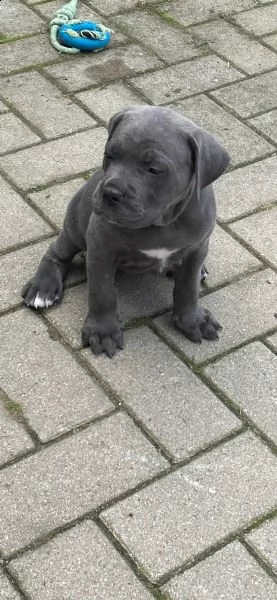 cuccioli di razza cane corso | Foto 0