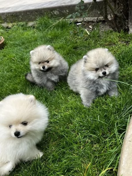  Disponibili cuccioli di Pomerania. maschio e femmina  | Foto 1