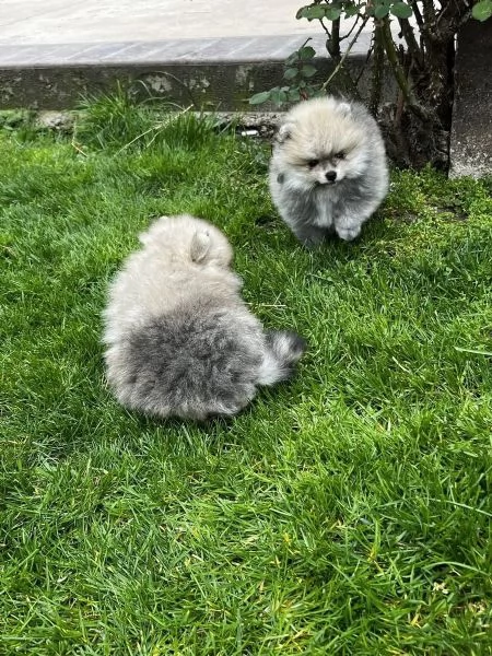  Disponibili cuccioli di Pomerania. maschio e femmina  | Foto 0
