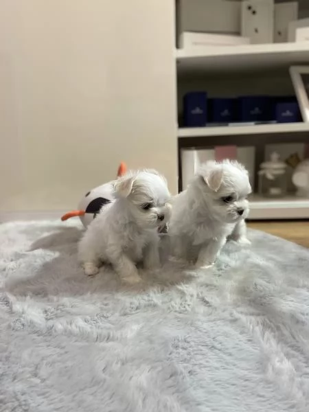 Bellissimi cuccioli di maltese | Foto 0