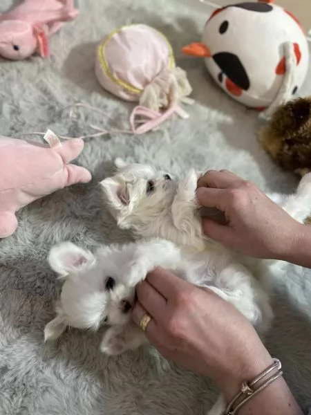 Disponibili cuccioli maltesi femmina e maschio nat...