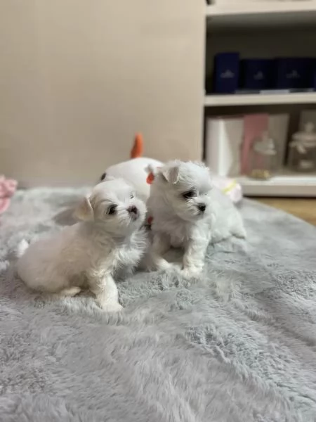 Disponibili cuccioli maltesi femmina e maschio nat... | Foto 2