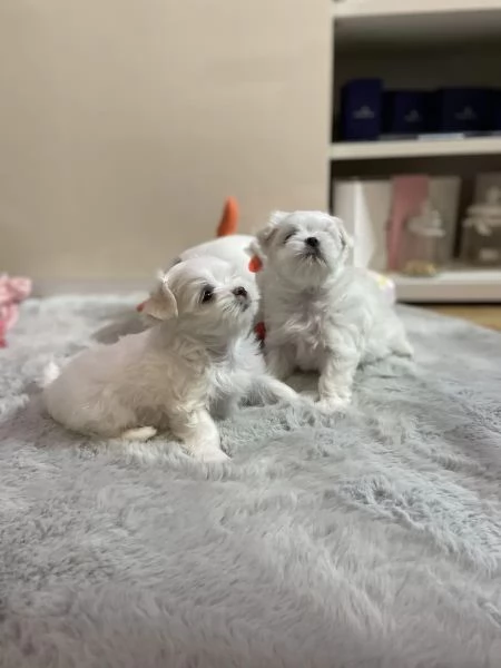 Bellissimi cuccioli di Maltese subito disponibili, | Foto 3