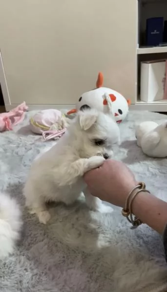 Bellissimi cuccioli di Maltese subito disponibili, | Foto 2