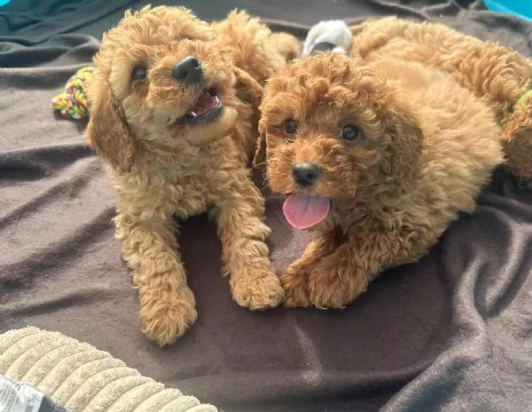 Cuccioli di barboncino toy/barboncino di razza pura, maschi e femmine color albicocca | Foto 0