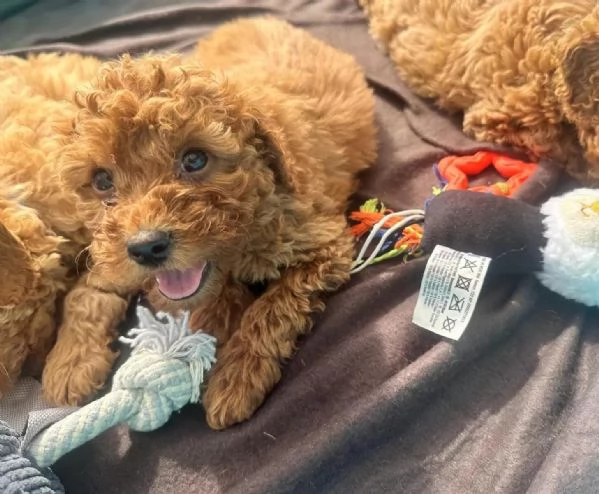 Cuccioli di barboncino toy/barboncino di razza pura, maschi e femmine color albicocca | Foto 1