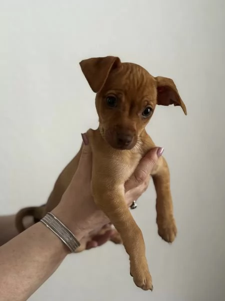 Due bellissimi cuccioli maschio e femmina di pinsher | Foto 1