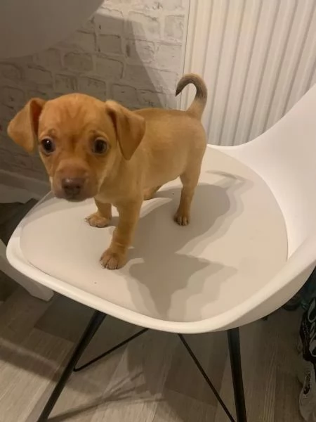 Due bellissimi cuccioli maschio e femmina di pinsher | Foto 0