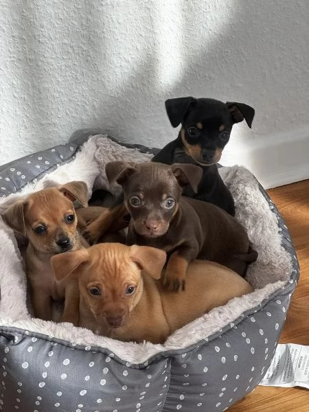 Due bellissimi cuccioli maschio e femmina di pinsher