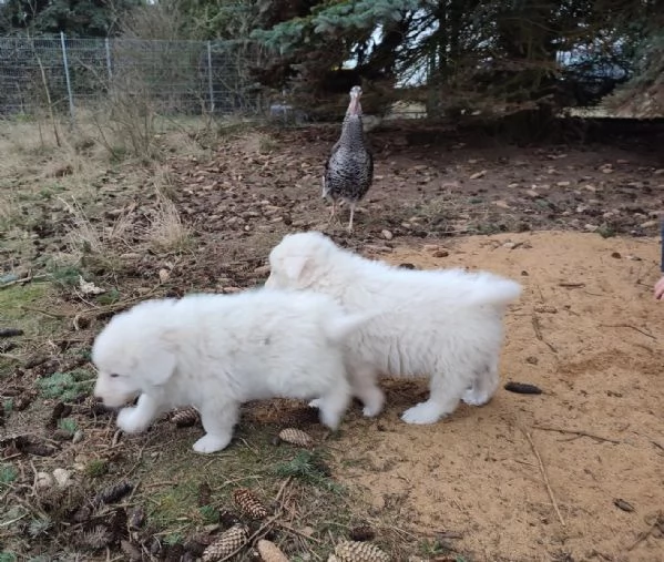Cuccioli di Bovaro Maremmano dei Pirenei | Foto 2
