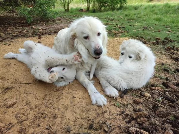 Cuccioli di Bovaro Maremmano dei Pirenei | Foto 1