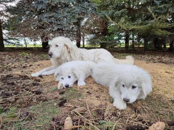 Cuccioli di Bovaro Maremmano dei Pirenei | Foto 0