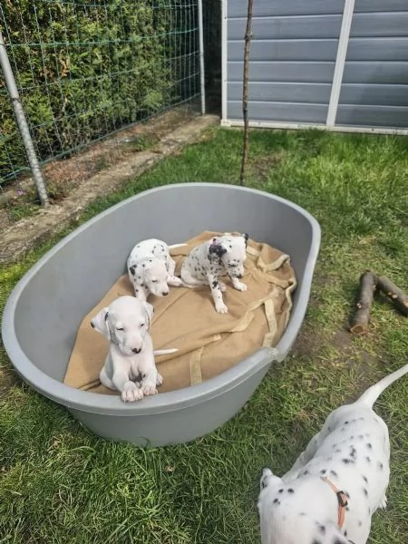 Disponibili cuccioli di dalmata, maschio e femmina... | Foto 0