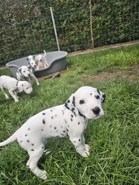 Disponibili cuccioli di dalmata, maschio e femmina...