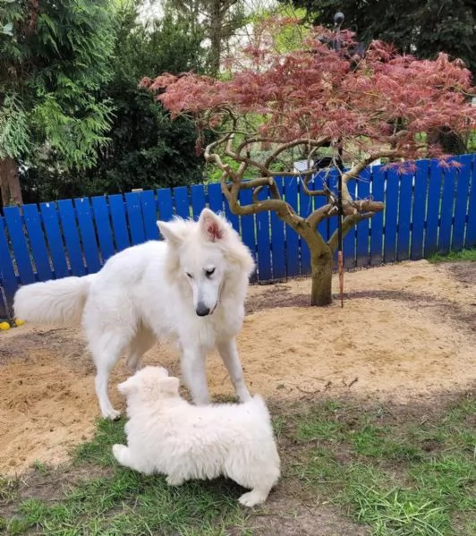 Cuccioli di pastore svizzero bianco 1 femmina e 1 maschio cercano ancora una bella casa
