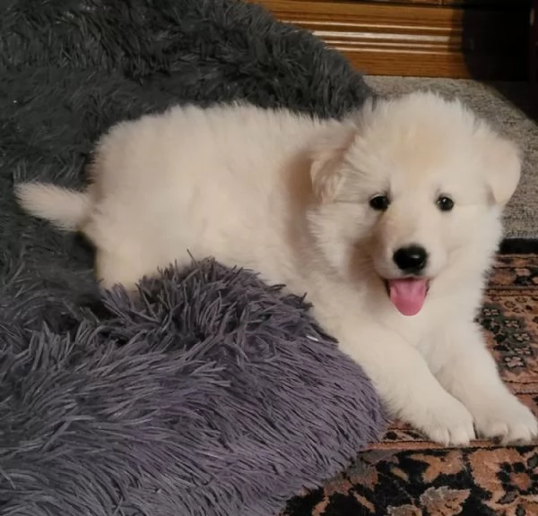 Cuccioli di pastore svizzero bianco 1 femmina e 1 maschio cercano ancora una bella casa | Foto 0