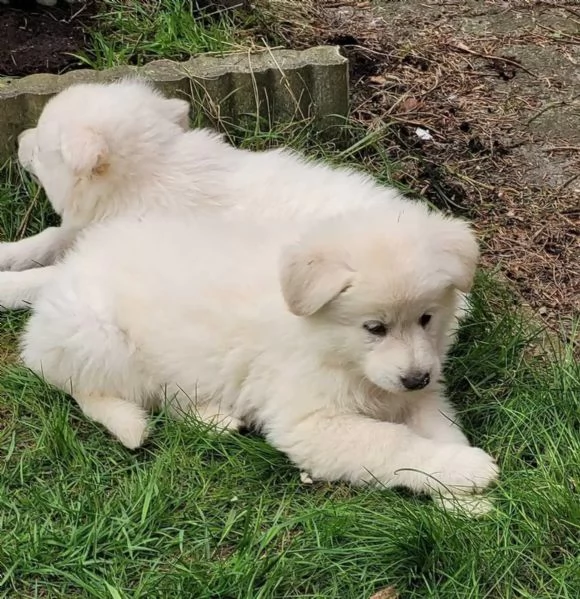 Cuccioli di pastore svizzero bianco 1 femmina e 1 maschio cercano ancora una bella casa | Foto 0