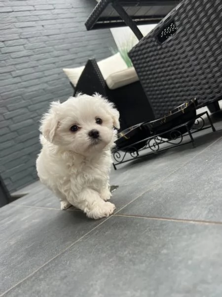 Dolci cuccioli maltesi cercano una casa amorevole! | Foto 1