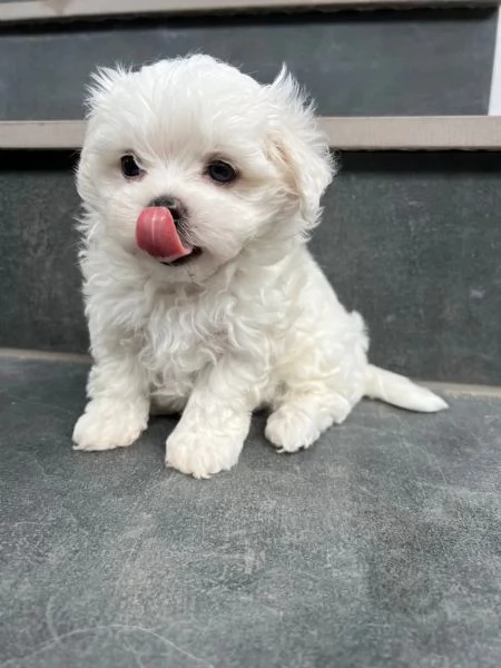 Dolci cuccioli maltesi cercano una casa amorevole!