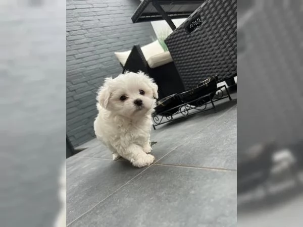 Dolci cuccioli maltesi cercano una casa amorevole! | Foto 0